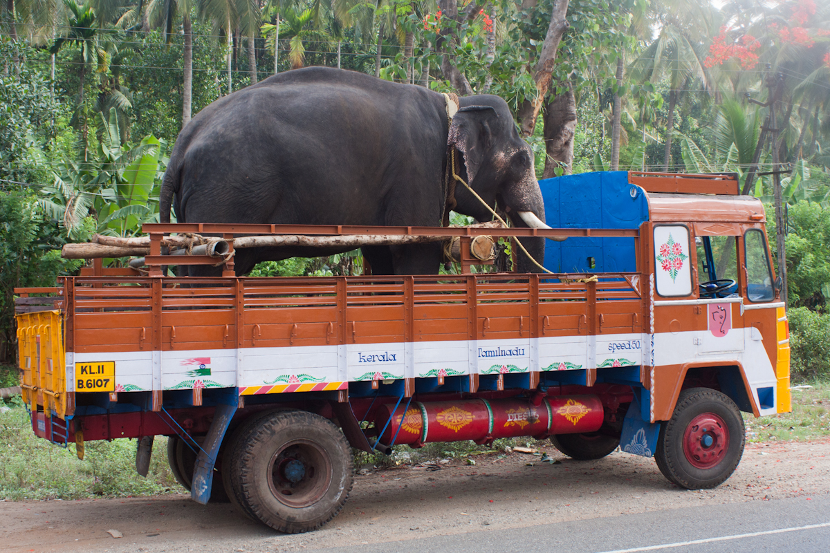 Prevoz slona v Indii